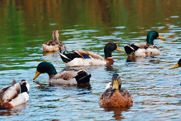 Patos adultos con sus crias nadando en su habitat natural.