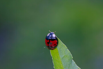 Harmonia axyridis inhabiting on the leaves of wild plants