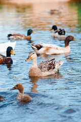Fototapeta premium Patos adultos con sus crias nadando en su habitat natural.