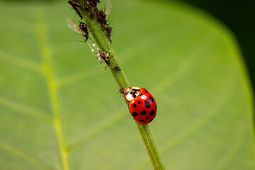 Harmonia axyridis inhabit the leaves of wild plants