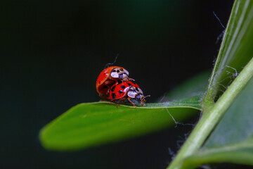 Harmonia axyridis mate on wild plant leaves