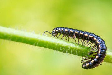 millipede inhabit the leaves of wild plants