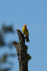 Western Tanager