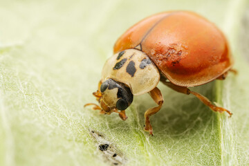 Harmonia axyridis inhabit the leaves of wild plants