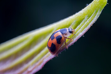 Propylaea japonica inhabit the leaves of wild plants