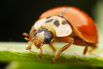 Harmonia axyridis inhabit the leaves of wild plants