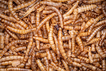 close-up top view of dry mealworm, bird food