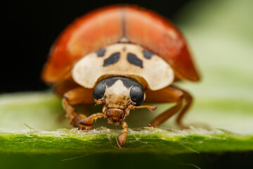 Harmonia axyridis inhabit the leaves of wild plants