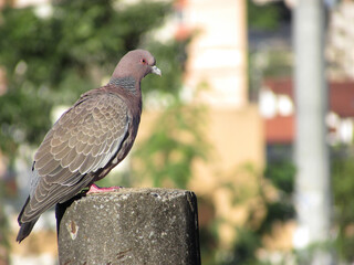 A beautiful white-winged dove Patagioenas picazuro perched on a lamp post