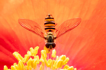 syrphid Sucking nectar on flowers