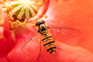 syrphid Sucking nectar on flowers