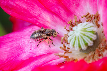 syrphid Sucking nectar on flowers