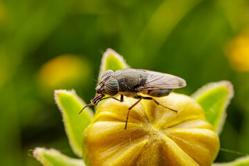 Flies feed on nectar on yellow flowers