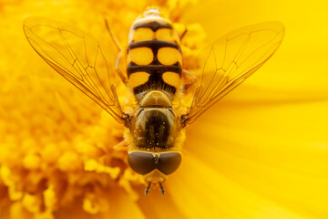 syrphid Sucking nectar on flowers