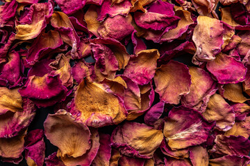 Top view of colorful rose petal 