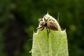 Jumping spiders inhabit the leaves of wild plants