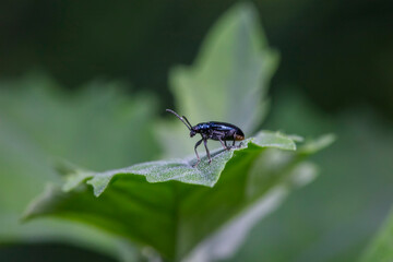 lema decempunctata gebler Inhabiting on the leaves of wild plants