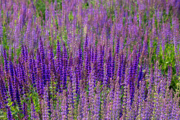 Naklejka premium beautiful Salvia farinacea is in the garden