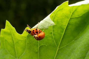 Harmonia axyridis mate on wild plant leaves