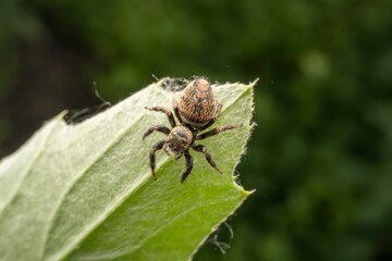 Jumping spiders inhabit the leaves of wild plants