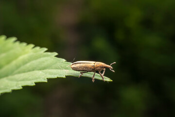 Lixus ochraceus Boheman inhabit the leaves of wild plants