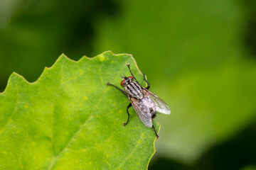 Drosophila inhabits wild plants in North China