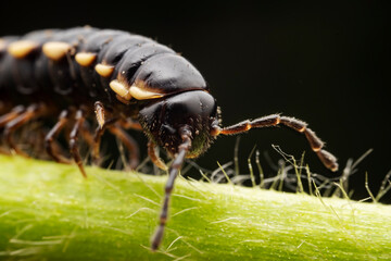 millipede inhabit the leaves of wild plants