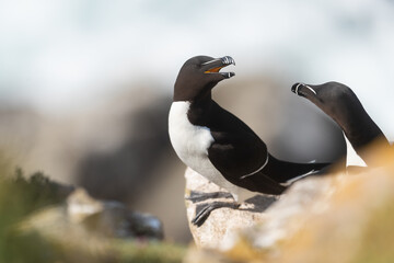 Fototapeta premium Pareja de Alca común (Alca torda), acantilados de la isla Great Saltee, Irlanda del Sur