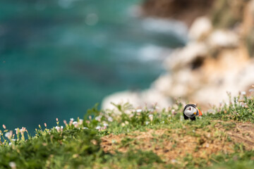 Frailecillo (Fratercula Arctica), acantilados de la isla Great Saltee, Irlanda del Sur