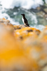 Alca común (Alca torda), acantilados de la isla Great Saltee, Irlanda del Sur