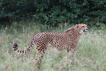 Cheetah, South Africa