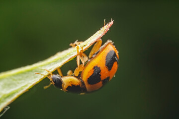 Propylaea japonica inhabit the leaves of wild plants