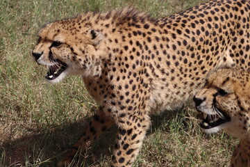 Angry Cheetahs, South Africa