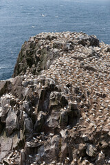 Alcatraces (Morus bassanus), acantilados de Great Saltee Island, Irlanda del Sur