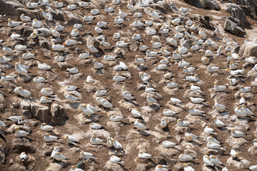 Alcatraces (Morus bassanus), acantilados de Great Saltee Island, Irlanda del Sur