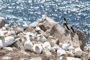 Alcatraces (Morus bassanus), acantilados de Great Saltee Island, Irlanda del Sur