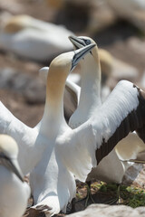 Obraz premium Pareja de Alcatraces (Morus bassanus), acantilados de Great Saltee Island, Irlanda del Sur