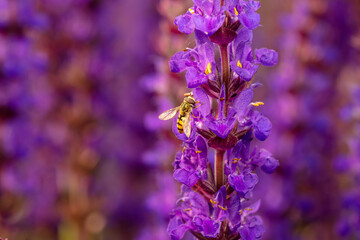 beautiful Salvia farinacea is in the garden