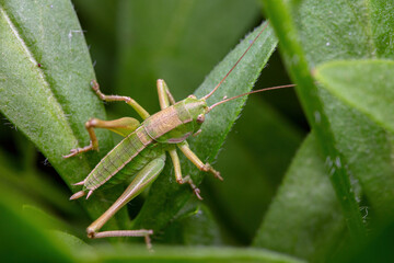 katydid inhabit the leaves of wild plants