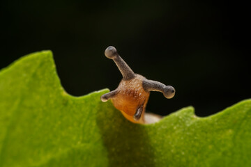 Snails inhabit wild plants in North China