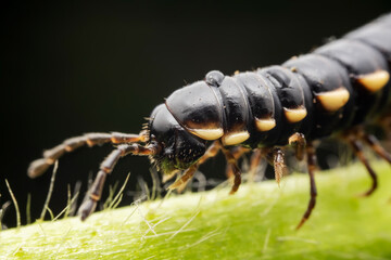 millipede inhabit the leaves of wild plants