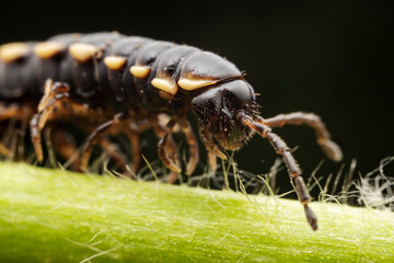 millipede inhabit the leaves of wild plants