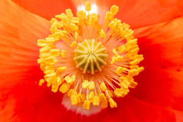 Beautiful corn poppy Flowers in the Garden