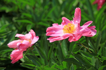 Obraz premium Beautiful peony flowers in the garden