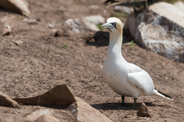 Alcatraz (Morus bassanus), acantilados de Great Saltee Island, Irlanda del Sur