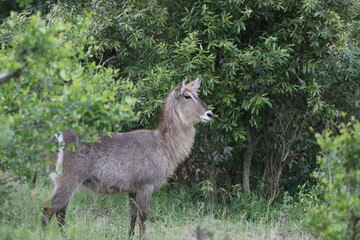 Water Buck , Kruger SA