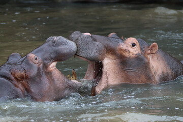 Fototapeta premium Fighting Hippos, St Lucia, South Africa