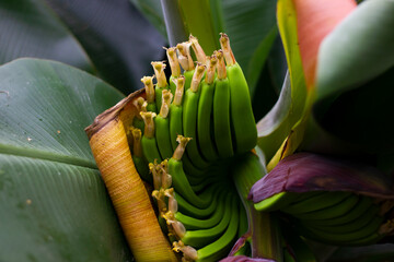 Banana - the name of the edible fruits of cultivated plants of the genus Banana Musa from the botanical garden Limonary of the city of Ufa, Bashkortostan.