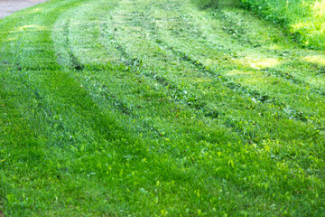 Texture of mown and half-cut grass on a summer city lawn