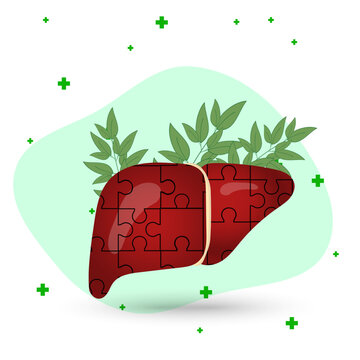 Medical illustration of healthy liver with herbal behinds in vector